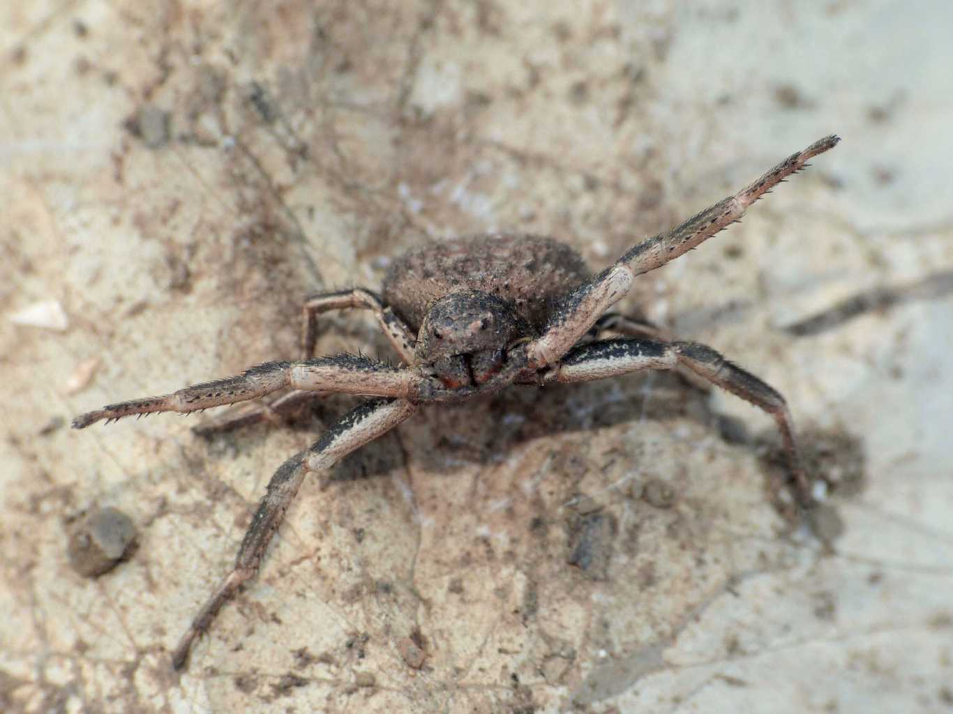 Xysticus bufo in atteggiamento di minaccia - Tolfa (RM)